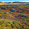 High Desert Color