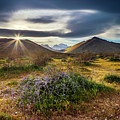 Wild Spring